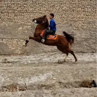 اسب نریان سواری دار مجلسی|اسب و تجهیزات اسبسواری|تهران, دروازه شمیران|دیوار