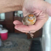 جوجه سهره قناری