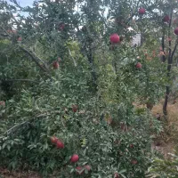 فروش   باغچه  ۵۴۰متر با ۲۲ دقیقه  آب موتور اولسجرد