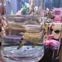 رازبورا گلکسی درشت وکوریدوراس|ماهی|شیراز, کوشک میدان|دیوار