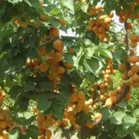 ۴۰قصب زمین ساردوئیه بادرخت ثمری|فروش زمین و ملک کلنگی|درب بهشت, |دیوار