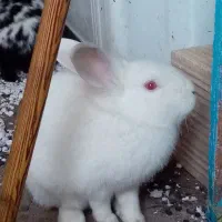 خرگوش معاوضه