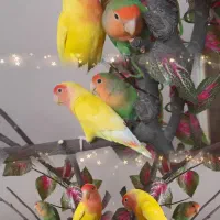 جفت کوتوله