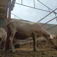 فروش میش شیرده لاکن