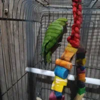 طوطی ملنگو|پرنده|بندرعباس, |دیوار