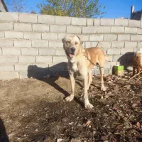 سگ گمشده 15روز بیش|حیوانات|مینودشت, |دیوار