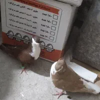 جوجه ریش سرخ وریش دم سفید