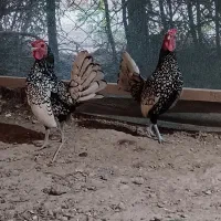 خروس سبرایت پولک منظم