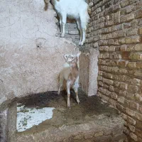 بز و بزغاله