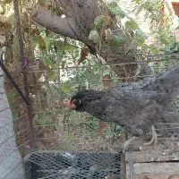 مرغ