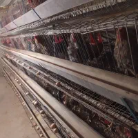 قفس مرغ تخم گذار
