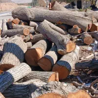 چوب گردو سیاه