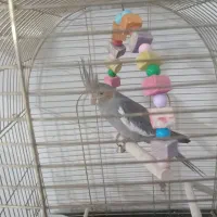 تعدادی عروس هلندی