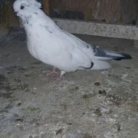 فروش چندتاکبوتر زیبا وسرکله ودار اصیل