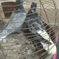 دوجفت دمسفید