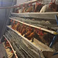 مرغ|حیوانات مزرعه|قیدار, |دیوار