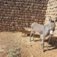 خر سرحال|حیوانات مزرعه|چگنی, |دیوار