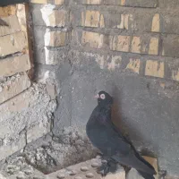 کبوترزنگی|پرنده|اهواز, دغاغله|دیوار