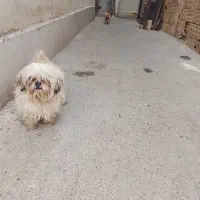 حیوانات خانگی