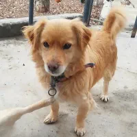 واگذاری سگ پا کوتاه نر|سگ|سقز, |دیوار