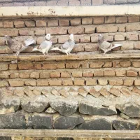 چهارتا طوقی اوچوب اویناق تظمینی