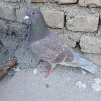 کفتر پلاکی|پرنده|اردکان, |دیوار