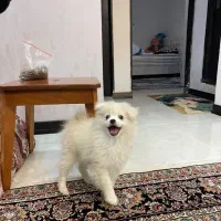 پامر|سگ|مشهد, هدایت|دیوار