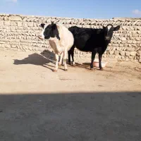 دوتا گاو دوگه شکم دوم هفت ماه ونیم آبستن|حیوانات مزرعه|کوراییم, |دیوار