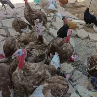 بوقلمون و جوجه مرغ|حیوانات مزرعه|مشهد, توس (بلوار توس)|دیوار