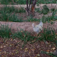 مرغ گلین درحال تخم|حیوانات مزرعه|کرمان, |دیوار