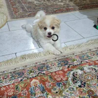 توله سگ بازیگوش