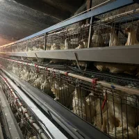 مرغ تخمگذار