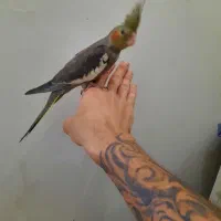 عروس هلندی تازه دونخور|پرنده|تهران, دبستان|دیوار