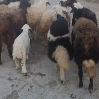 بره نر|حیوانات مزرعه|بیرانوند, |دیوار