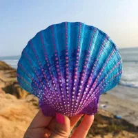 فروش صدف دریایی تعداد بالا