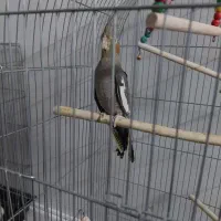 جوجه عروس هلندی دوماه دون خورشده