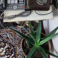 دوتا تلفن رومیزی ساده وچرخشی