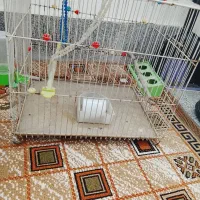 قفس پرنده