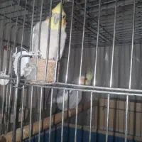 فروش دو عدد عروس نر|پرنده|دوگنبدان, |دیوار