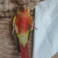 جوجه گرینچیک دبل رد