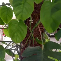 گل طبعی|گل و گیاه طبیعی|تهران, قبا|دیوار
