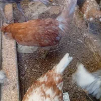 جوجه سه ماهه گلین زیر مرغی|حیوانات مزرعه|مشهد, گلشور|دیوار