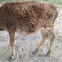گوساله