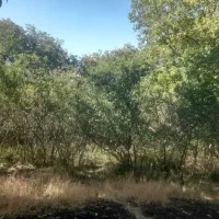 فروش باغ در خوانسار