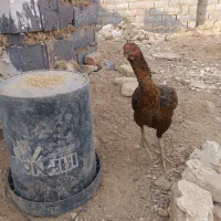 مرغ خروس لاری|حیوانات مزرعه|سنگان, |دیوار