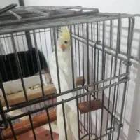 عروس هلندی نر  معاوضه|پرنده|پیشوا, |دیوار