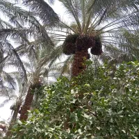 درخت خرما