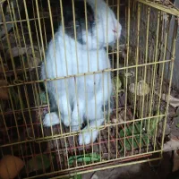 خرگوش معاوضه با پرنده