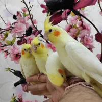 عروس هلندی لوتینو،نر و ماده،جفت مولد