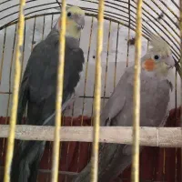 عروس هلندی نر و ماده